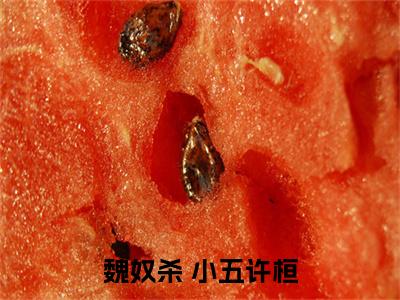 魏奴杀小说（ 小五许桓）全文免费阅读无弹窗大结局_魏奴杀全文免费完结版阅读（ 小五许桓）