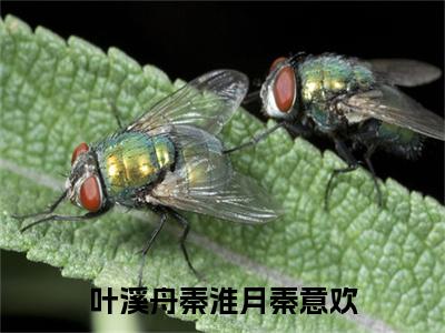 秦意欢叶溪舟秦淮月小说全文免费阅读(秦意欢叶溪舟秦淮月)全文免费阅读无弹窗大结局_(叶溪舟秦淮月秦意欢小说免费阅读)叶溪舟秦淮月秦意欢无弹窗最新章节列表_笔趣阁（秦意欢叶溪舟秦淮月）
