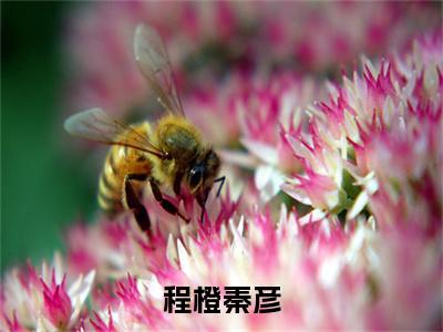 秦彦程橙小说完整版阅读-小说程橙秦彦全文免费阅读