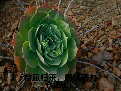 傅辞深向绵精彩小说-带崽归来，霸道傅九爷追上门全章节免费阅读