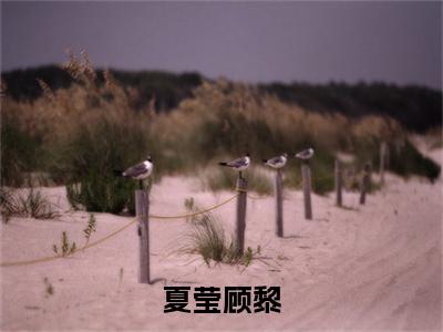 夏莹顾黎小说全文(顾黎夏莹)免费阅读全文无弹窗大结局_ 顾黎夏莹免费阅读无弹窗小说_笔趣阁
