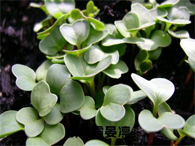 顾惜霜晏凛（晏凛顾惜霜）全文无弹窗阅读-顾惜霜晏凛（晏凛顾惜霜）最新章节完整版阅读