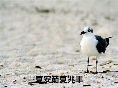夏安茹夏兆丰（ 夏安茹姚十二）最新章节阅读-热点小说榜单推荐 夏安茹姚十二