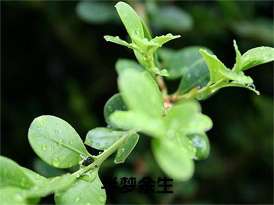 孟伽晚严屿深全文（半梦余生）完整版小说阅读_半梦余生全本列表免费笔趣阁（孟伽晚严屿深）