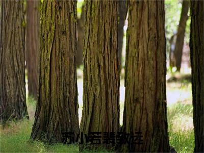苏小若裴致远(裴致远苏小若）小说全文免费读无弹窗大结局_苏小若裴致远小说全文免费阅读最新章节列表笔趣阁（裴致远苏小若）