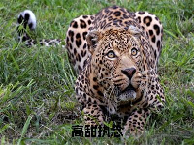 高甜执念(岑戚颜知清)全文免费大结局小说-高甜执念全文最新章节阅读