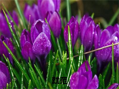就范全文免费在线阅读_（就范免费阅读无弹窗）章绪宁程竞舟全文免费完结版阅读（就范）