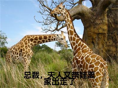 秦希陆薄琛(总裁,夫人又带娃离家出走了)免费小说-总裁,夫人又带娃离家出走了(秦希陆薄琛)最新章节完整版阅读