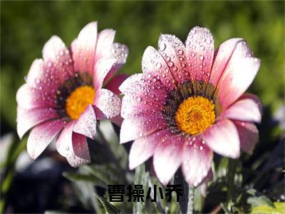  曹操小乔（策反大小乔，推倒三国众美）全文阅读-2023最火热点小说 曹操小乔最新更新