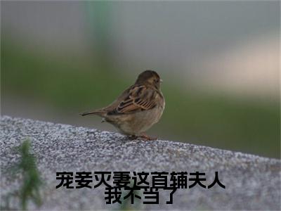 宠妾灭妻这首辅夫人我不当了(苏青玉云奕霄)最新免费小说-苏青玉云奕霄(宠妾灭妻这首辅夫人我不当了)全文全章节免费阅读