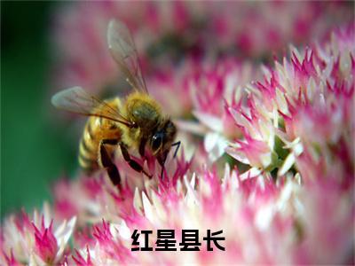 红星县长小说（韩彬）全文免费阅读无弹窗大结局_（红星县长）韩彬小说最新章节列表_笔趣阁（韩彬）