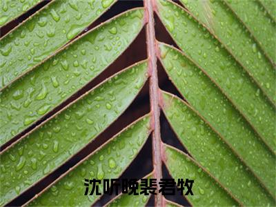 沈听晚裴君牧新书热荐免费小说裴君牧沈听晚-小说裴君牧沈听晚大结局