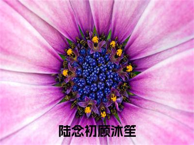 陆念初顾沐笙小说(顾沐笙陆念初)全文免费阅读无弹窗大结局_(陆念初顾沐笙)顾沐笙陆念初小说最新章节列表_笔趣阁(顾沐笙陆念初)