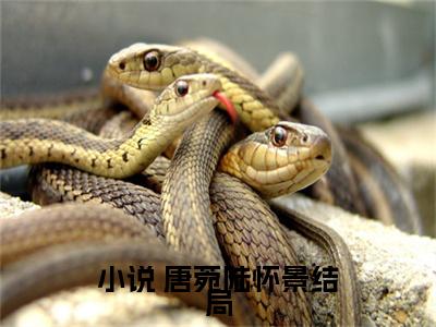  唐菀陆怀景新书穿越七零，俏军嫂闷声发大财小说试读全新篇看全文小说- 唐菀陆怀景小说资源阅读穿越七零，俏军嫂闷声发大财小说试读全新篇