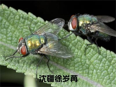沈疆徐岁苒小说免费阅读沈疆徐岁苒小说全文免费阅读_（沈疆徐岁苒）沈疆徐岁苒最新章节列表笔趣阁