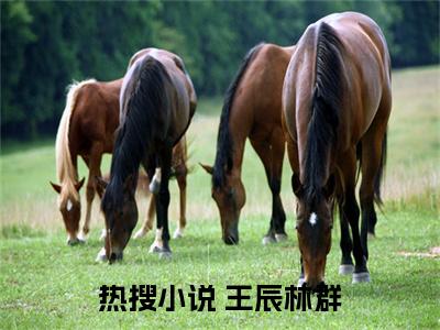 武道至尊小说大结局免费阅读， 王辰林群抖音新上热文分享