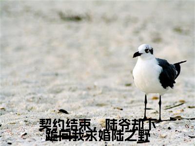 慕语陆之野（契约结束，陆爷却下跪向我求婚陆之野）小说最新章节-契约结束，陆爷却下跪向我求婚陆之野全文免费阅读无弹窗大结局