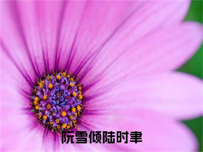 陆时聿阮雪倾(阮雪倾陆时聿)全文免费阅读无弹窗大结局-阮雪倾陆时聿(陆时聿阮雪倾)小说全文免费阅读最新章节列表