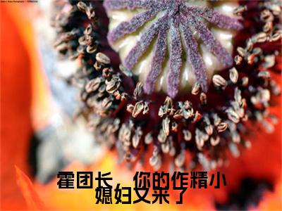 霍团长，你的作精小媳妇又来了全文免费阅读无弹窗大结局_ (纪书浅霍楚年)霍团长，你的作精小媳妇又来了热门章节在线阅读笔趣阁（纪书浅霍楚年）