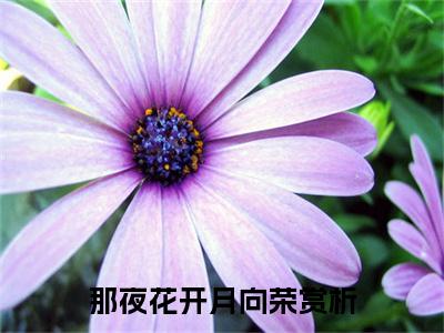 那夜花开月向荣（ 郁时渺戚禾）全文免费阅读_（那夜花开月向荣）免费阅读无弹窗最新章节列表
