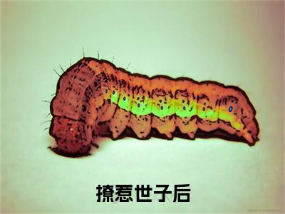 撩惹世子后，她成了京中权贵小说全文免费阅读无弹窗大结局_（撩惹世子后，她成了京中权贵全文免费阅读） 袁清嫣沈昭诺最新章节列表笔趣阁