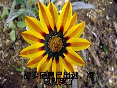甜妻揣崽已出逃，凌总别哭了（柳禾凌司呈全文在线阅读）-甜妻揣崽已出逃，凌总别哭了(柳禾凌司呈)免费阅读（甜妻揣崽已出逃，凌总别哭了）