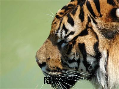 岑凝陆淙小说（陆淙岑凝）完整版大结局-陆淙岑凝小说免费阅读