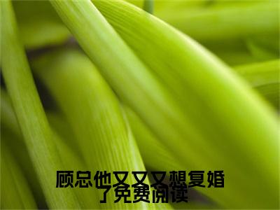  苏浅浅温言(顾总他又又又想复婚了)小说免费阅读无弹窗完整版_(顾总他又又又想复婚了) 苏浅浅温言最新章节列表笔趣阁（ 苏浅浅温言）