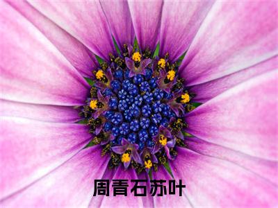 苏叶周青石小说免费阅读 苏叶周青石小说在哪里可以看