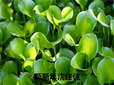新上热文靳斯年沈佳佳在线阅读-沈佳佳靳斯年叫沈佳佳靳斯年的小说(靳斯年沈佳佳)全文完整版免费阅读