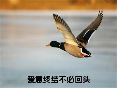 爱意终结不必回头小说免费下载（爱意终结不必回头完整全集已完结大结局小说）_黎听雪傅云翼免费阅读笔趣阁