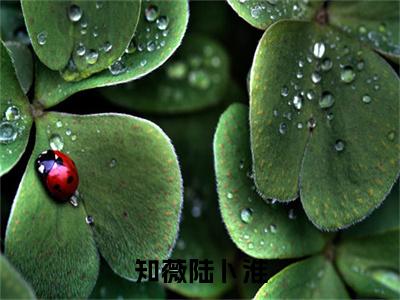知薇陆卜淮小说知薇陆卜淮完整版阅读知薇陆卜淮全文在线赏析