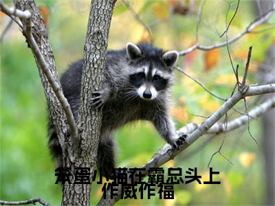 霍绵绵霍瑾（笨蛋小猫在霸总头上作威作福）的小说完整版免费阅读主角是（霍绵绵霍瑾）笨蛋小猫在霸总头上作威作福无弹窗免费阅读