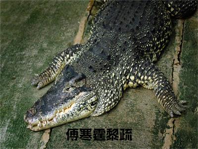 傅寒霆黎疏全文免费阅读无弹窗大结局-黎疏傅寒霆在线阅读