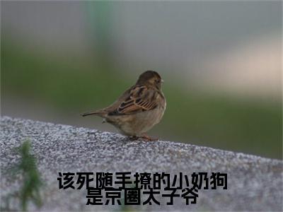 （厉承胤傅阮小说完整版）该死随手撩的小奶狗是京圈太子爷全文免费阅读-（该死随手撩的小奶狗是京圈太子爷）厉承胤傅阮小说最新章节列表