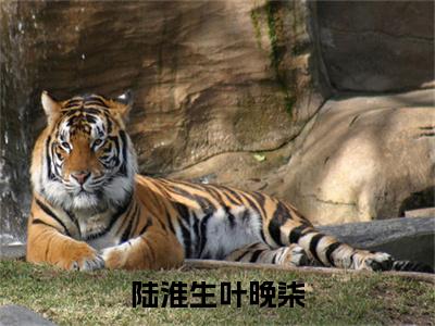 陆淮生叶晚柒（叶晚柒陆淮生）免费全文阅读小说_叶晚柒陆淮生最新章节列表-笔趣阁（陆淮生叶晚柒）