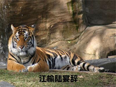 江榆陆宴辞（陆宴辞江榆）小说全文免费阅读无弹窗大结局_江榆陆宴辞（陆宴辞江榆）最新章节列表