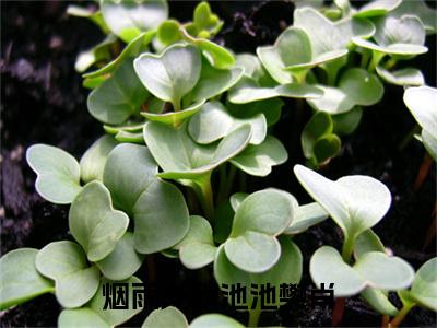 烟雨笼秋池池樊肖全文免费在线阅读_（阮清池樊肖免费阅读无弹窗）烟雨笼秋池池樊肖全文免费完结版阅读