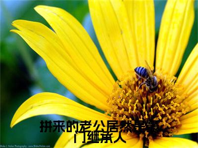 拼来的老公居然是豪门继承人（霍北辰沐宁曦）全文免费阅读无弹窗大结局_（拼来的老公居然是豪门继承人）已完结全集大结局小说