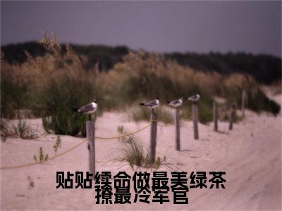 贴贴续命做最美绿茶撩最冷军官精彩章节免费阅读_（江雨眠霍峥）贴贴续命做最美绿茶撩最冷军官抖音热推小说最新章节阅读