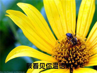 我看见你温语茉小说（温语茉）全文免费阅读大结局_（我看见你温语茉）温语茉小说免费阅读无弹窗