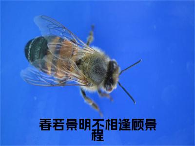 春若景明不相逢顾景程（付明嫣顾景程）全文完整版免费阅读_付明嫣顾景程（春若景明不相逢顾景程全文免费阅读）最新章节列表