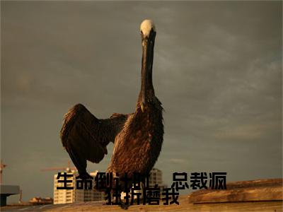 生命倒计时，总裁疯狂折磨我全文免费阅读-（顾博宴顾雨筠）小说全文免费阅读正版无弹窗