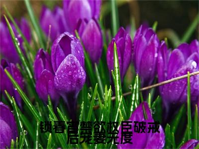 苏清妤沈之修小说免费阅读-锁春宵禁欲权臣破戒后宠妻无度言情小说苏清妤沈之修讲的是什么