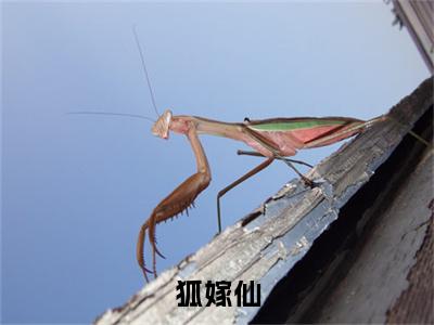 戚爻（狐嫁仙）小说全文在线阅读_戚爻最新章节在线阅读_笔趣阁