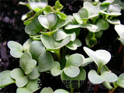 安奕辰裴雪期热门榜单小说安奕辰裴雪期完本小说无弹窗免费阅读