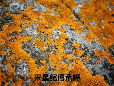 宋星绾傅承峥（宋星绾傅承峥）最新免费阅读-宋星绾傅承峥小说在线阅读（后续+全集）