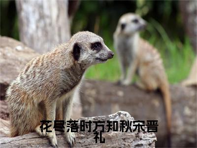花尽落时方知秋宋晋礼（唐皖宋晋礼）全文免费阅读大结局_唐皖宋晋礼免费在线阅读无删减