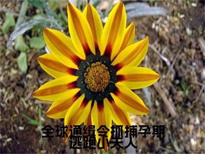 全球通缉令抓捕孕期逃跑小夫人小说颜鹿时序无弹窗免费阅读-最新小说全球通缉令抓捕孕期逃跑小夫人（颜鹿时序）全文阅读