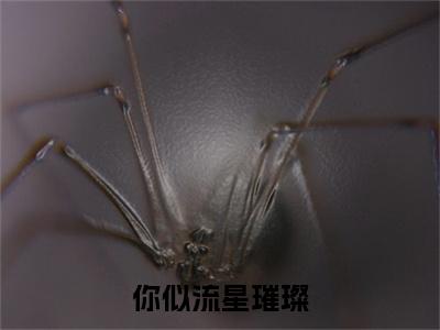 热文顾宴承佟余晚小说全文阅读_你似流星璀璨（顾宴承佟余晚）全文免费阅读最新章节列表